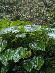 Remusatia vivipara, photograph (c) Sagnik Dutta Roy, some rights reserved (CC BY)