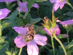 Apis mellifera