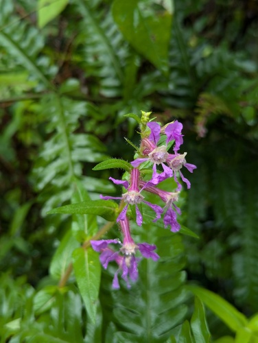 Cuphea procumbens, photograph 4