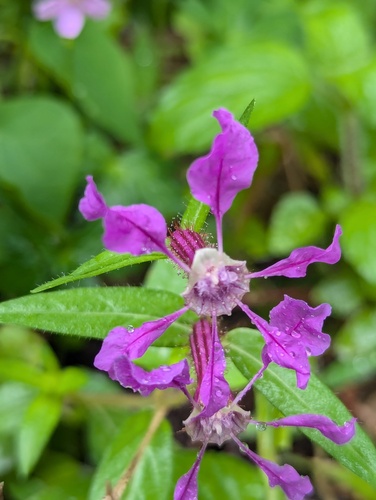 Cuphea procumbens, photograph 2