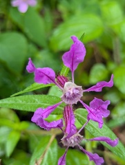Cuphea procumbens, photograph (c) Sagnik Dutta Roy, some rights reserved (CC BY)