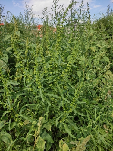 Image of Rumex stenophyllus by (c) Юлия, some rights reserved (CC BY)