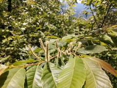Castanea ozarkensis