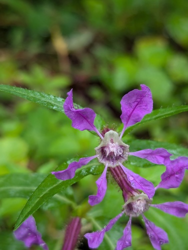 Cuphea procumbens, photograph 3