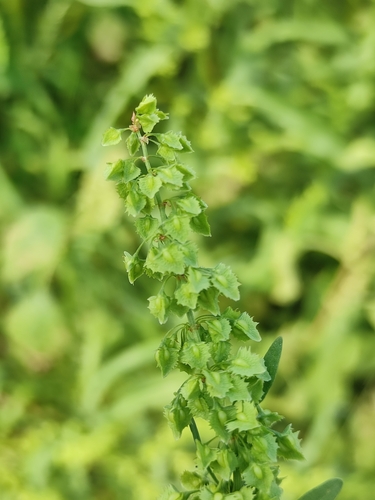 Image of Rumex stenophyllus by (c) Юлия, some rights reserved (CC BY)