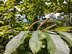 Castanea ozarkensis