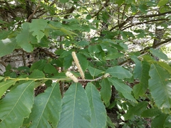 Castanea ozarkensis