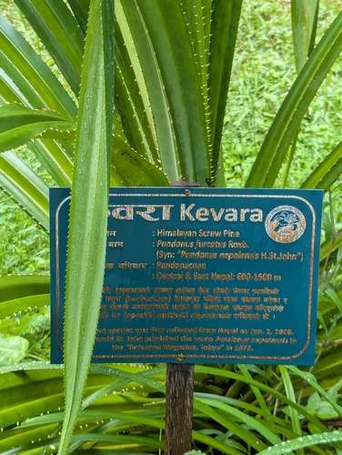 Pandanus furcatus, photograph 2