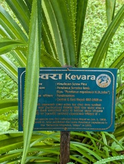 Pandanus furcatus, photograph (c) Sagnik Dutta Roy, some rights reserved (CC BY)