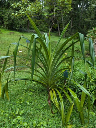 Himalayan screw-pine (Pandanus furcatus)
