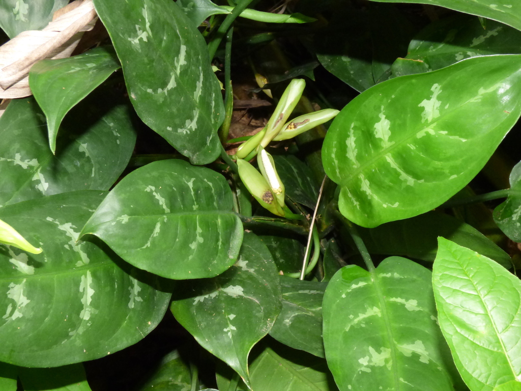 Aglaonema leaves showing the broad silver central blaze