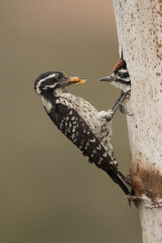 Nuttall's Woodpecker