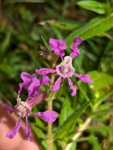 Cuphea procumbens