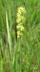 Tofieldia calyculata