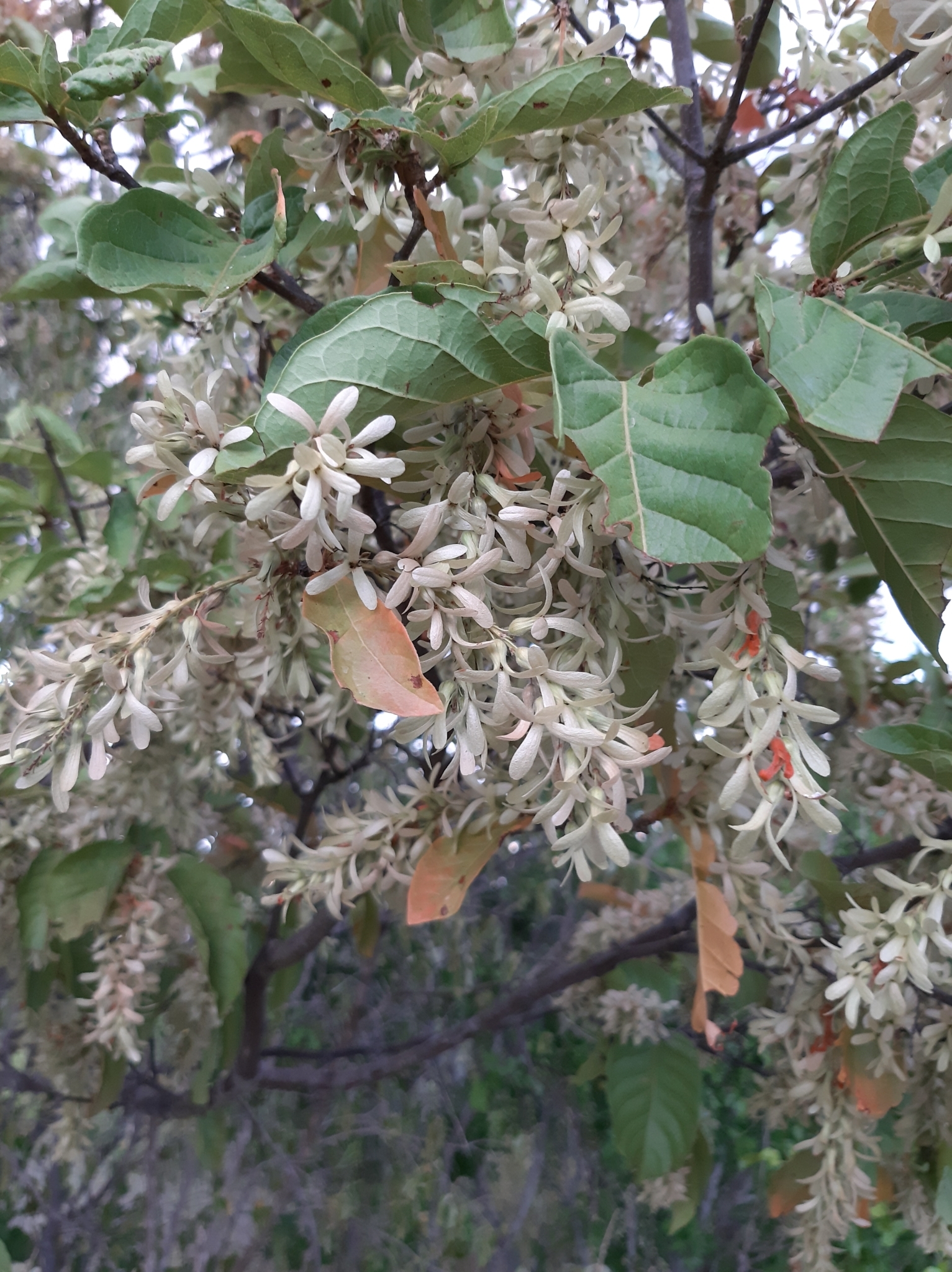 Triplaris gardneriana