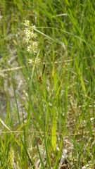Tofieldia calyculata