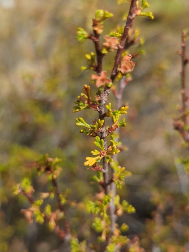 Image of Purshia glandulosa by (c) Tom Field, some rights reserved (CC BY)