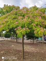Albizia julibrissin