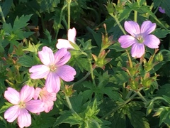 Geranium