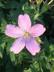 Geranium