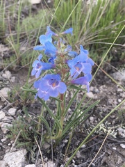Penstemon angustifolius