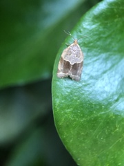 Clepsis dumicolana