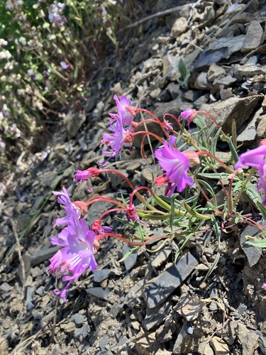Image of Clarkia breweri by no rights reserved