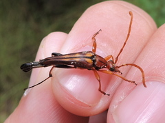 Strangalia virilis