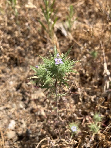 Panoche Hills Navarretia (Navarretia panochensis)