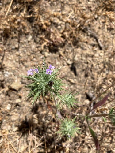 Image of Navarretia panochensis by no rights reserved