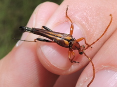 Strangalia virilis