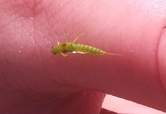 Chloroperlidae