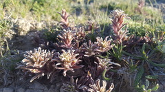 Castilleja salsuginosa
