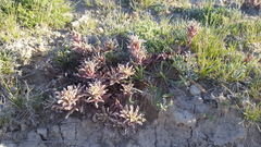 Castilleja salsuginosa