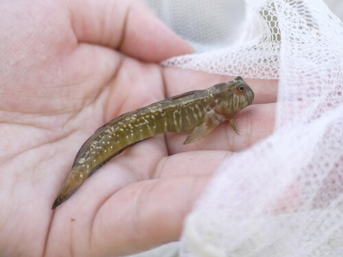 Striped rockskipper (Praealticus striatus) — Blenniidae — 2