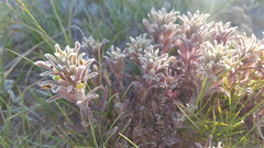 Castilleja salsuginosa