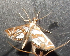 Chrysendeton medicinalis