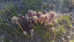 Castilleja salsuginosa