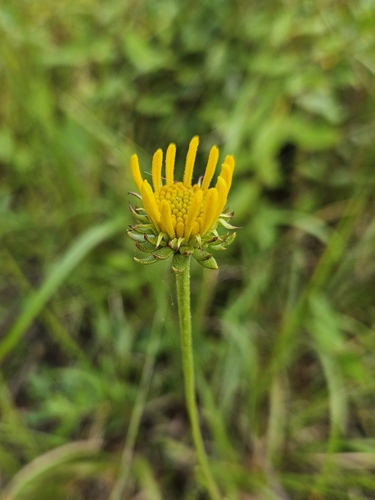 Image of Balduina uniflora by (c) Daniel McClosky, some rights reserved (CC BY)