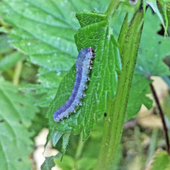 Symphyta