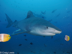 Tiger Shark photo 2