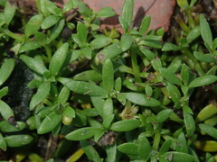 Dentella repens