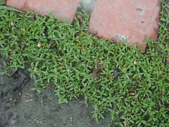 Dentella repens