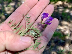 Vicia ludoviciana