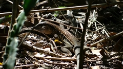 Rainbow Ameiva photo 2