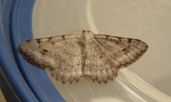 Digrammia denticulata