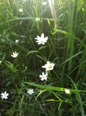 Stellaria longipes