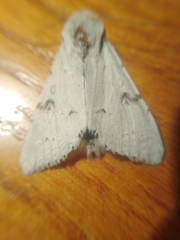 Acronicta leporina