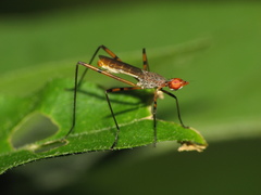 Micropeza stigmatica