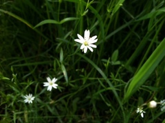 Stellaria longipes
